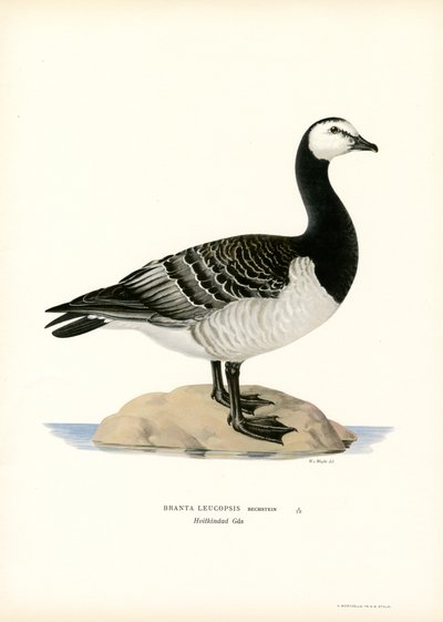 Ringelgans von Magnus Ferdinand and Wilhelm von Wright