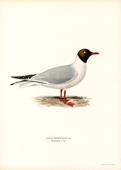 Lachmöwe von Magnus Ferdinand and Wilhelm von Wright