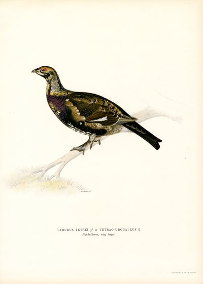 Birkhuhn x Auerhuhn von Magnus Ferdinand and Wilhelm von Wright