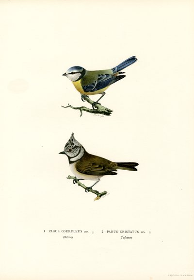 Blaumeise von Magnus Ferdinand and Wilhelm von Wright