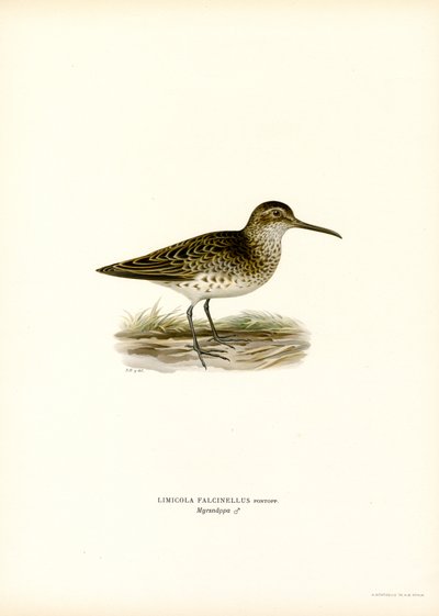 Sumpfläufer von Magnus Ferdinand and Wilhelm von Wright