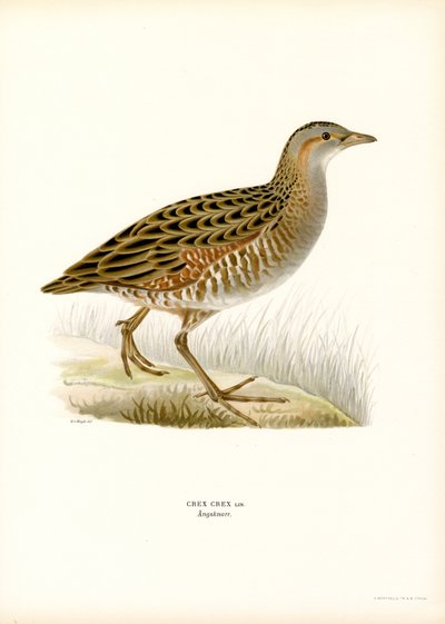 Wachtelkönig von Magnus Ferdinand and Wilhelm von Wright