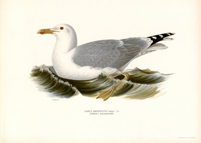 Europäische Silbermöwe (Farblithographie) von Magnus Ferdinand and Wilhelm von Wright