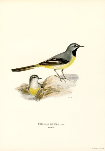 Gebirgsstelze von Magnus Ferdinand and Wilhelm von Wright