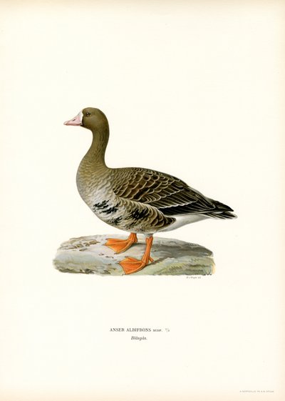 Blässgans von Magnus Ferdinand and Wilhelm von Wright
