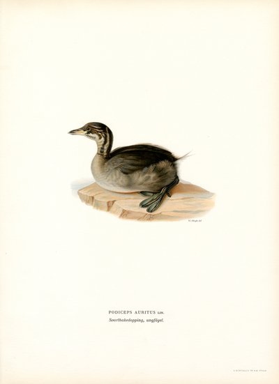 Ohrentaucher von Magnus Ferdinand and Wilhelm von Wright