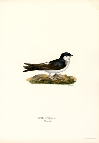 Mehlschwalbe von Magnus Ferdinand and Wilhelm von Wright