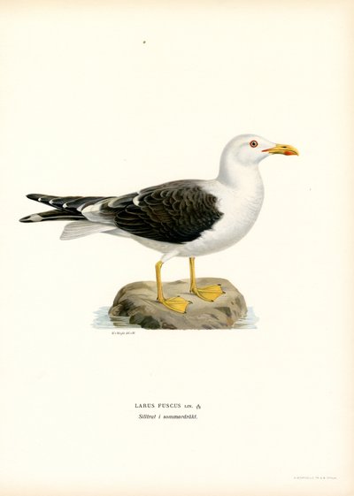 Heringsmöwe von Magnus Ferdinand and Wilhelm von Wright