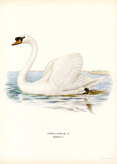 Höckerschwan von Magnus Ferdinand and Wilhelm von Wright