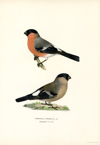 Nordeuropäischer Gimpel von Magnus Ferdinand and Wilhelm von Wright