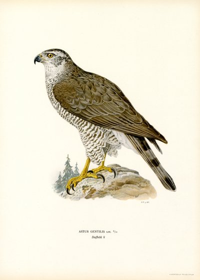Habicht von Magnus Ferdinand and Wilhelm von Wright