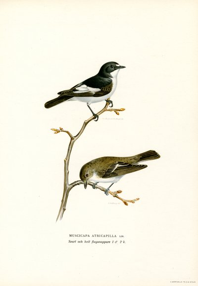 Trauerschnäpper von Magnus Ferdinand and Wilhelm von Wright