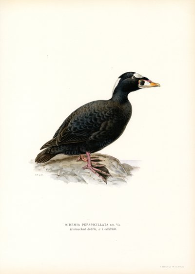 Schwarzkopf-Ruderente von Magnus Ferdinand and Wilhelm von Wright