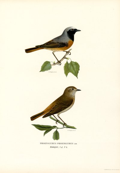 Gartenrotschwanz von Magnus Ferdinand and Wilhelm von Wright