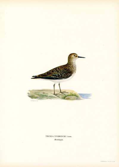 Temmincks Strandläufer von Magnus Ferdinand and Wilhelm von Wright