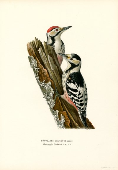 Weißrückenspecht von Magnus Ferdinand and Wilhelm von Wright