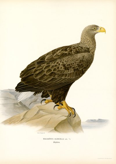 Seeadler von Magnus Ferdinand and Wilhelm von Wright