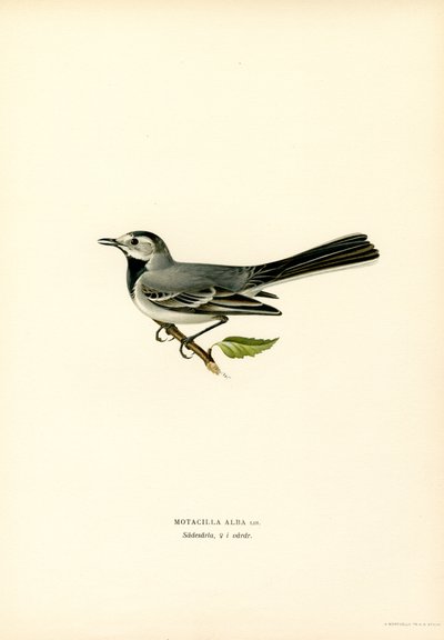 Bachstelze von Magnus Ferdinand and Wilhelm von Wright