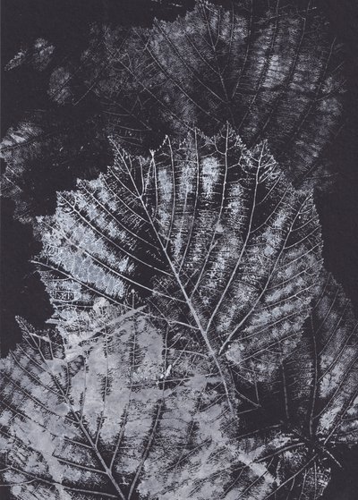 Monochrome Blattstudie von Maira Ribena