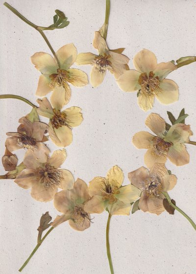 Gepresster Blumenkranz von Maira Ribena