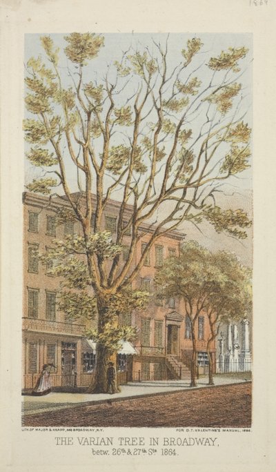 Der Varian-Baum in Broadway, zwischen 26. und 27. Straße von Major and Knapp