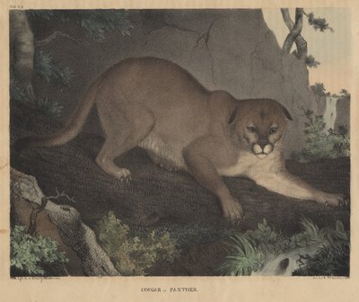 Puma oder Panther, aus 