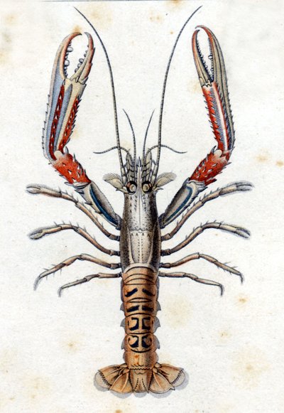 Naturgeschichtliche Tafel: Die Languste nach Marc Elieser Bloch Ichthyologie Paris - Berlin - London 1787 von Marcus Élieser Bloch