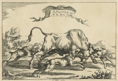 Stier von drei Jagdhunden angegriffen von Marcus de Bye