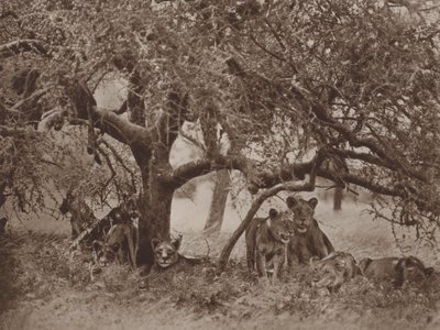 Die gestörte Siesta von Marcuswell Maxwell