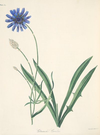 Blaue Catananche, aus Floral Illustrations of the Seasons, veröffentlicht 1829 von Margaret Roscoe