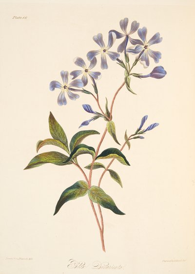 Frühblühende Lychnidea, aus Floral Illustrations of the Seasons, veröffentlicht 1829 von Margaret Roscoe