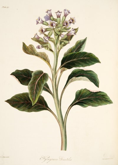 Orientalischer Bilsenkraut, aus Florale Illustrationen der Jahreszeiten, veröffentlicht 1829 von Margaret Roscoe