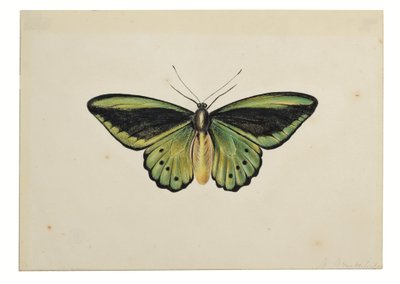 Schmetterling, Gemeiner Grüner Vogelflügler (Ornithoptera priamus) von Maria Margaretha van Os