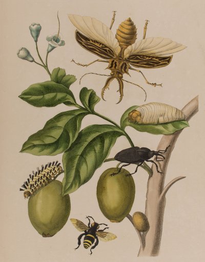 Illustration aus 