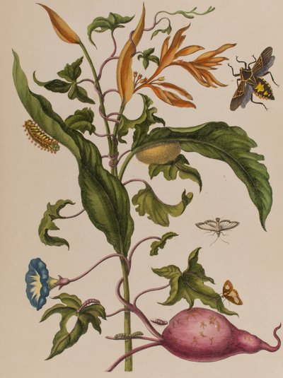 Illustration aus 