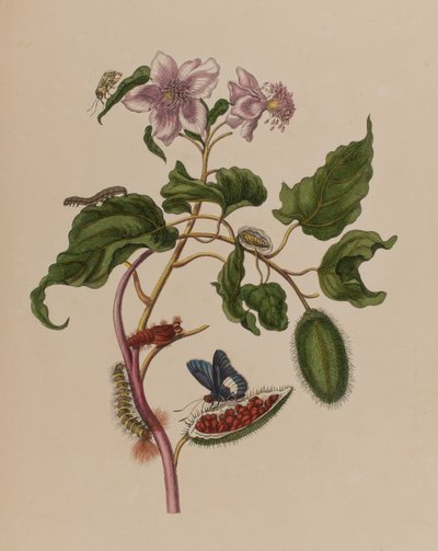Illustration aus 