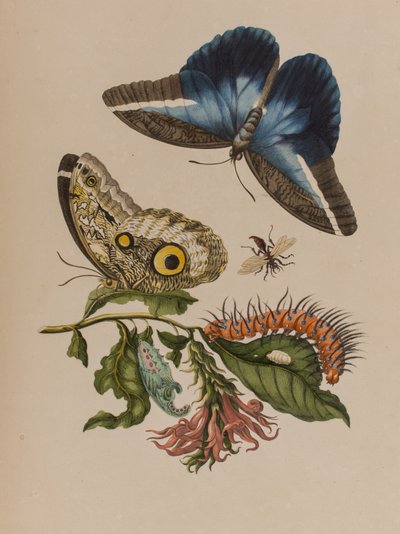 Illustration aus 