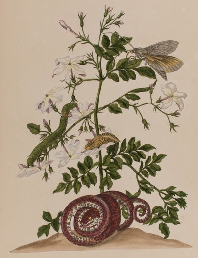 Illustration aus 
