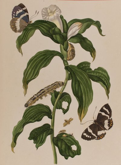 Illustration aus 