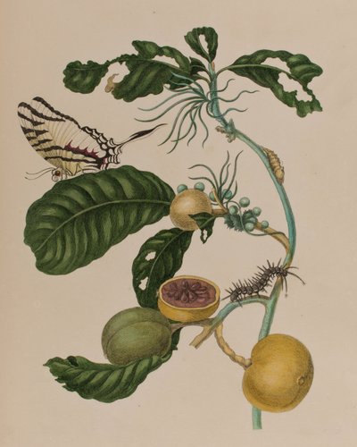Illustration aus 