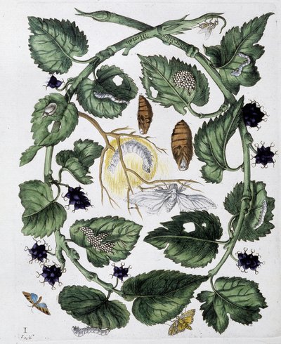 Schmetterlinge und Puppe - Zeichnung von Maria Sibylla Merian, ca. Ende des 18. Jahrhunderts von Maria Sibylla Merian