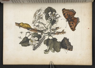 Schmetterlinge, Raupen und Kokon, aus 
