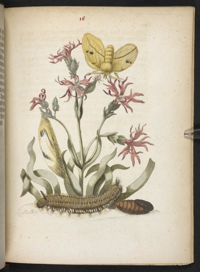 Der Raupen wunderbare Verwandlung und sonderbare Blumen-Nahrung von Maria Sibylla Merian