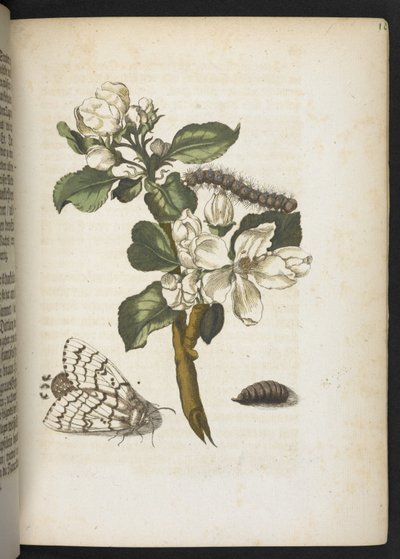 Der Raupen wunderbare Verwandlung und sonderbare Blumen-Nahrung von Maria Sibylla Merian