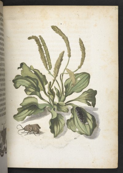 Der Raupen wunderbare Verwandlung und sonderbare Blumen-Nahrung von Maria Sibylla Merian
