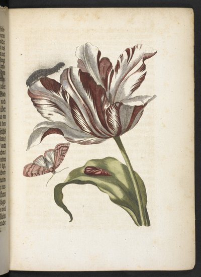 Der Raupen wunderbare Verwandlung und sonderbare Blumen-Nahrung von Maria Sibylla Merian
