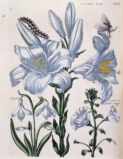 Weiße Lilie und langblättriger Rand - in „Allgemeine Geschichte der Insekten von Surinam und ganz Europa“ von Maria Sibylla de Merian, ed. Desnos, Paris von Maria Sibylla Merian