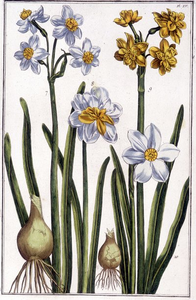 Narzisse - in „Allgemeine Geschichte der Insekten von Surinam und ganz Europa“ von Maria Sibylla de Merian, ed. Desnos, Paris von Maria Sibylla Merian