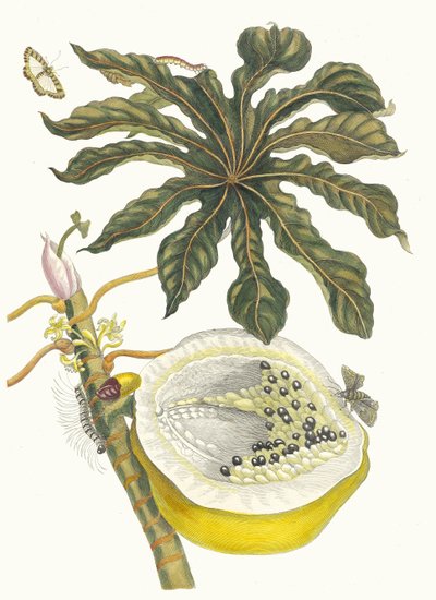 Carica papaya. Aus dem Buch Metamorphosis insectorum Surinamensium, 1705 von Maria Sibylla Merian