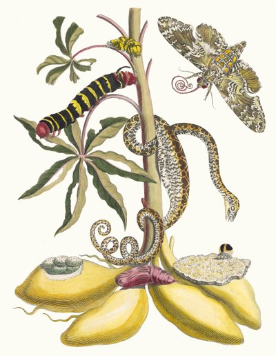Cassave. Aus dem Buch Metamorphosis insectorum Surinamensium, 1705 von Maria Sibylla Merian